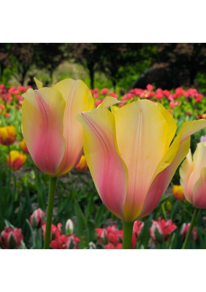 Ithal Sınırlı Stok Blushing Flight Lale Soğanı-5 Adet