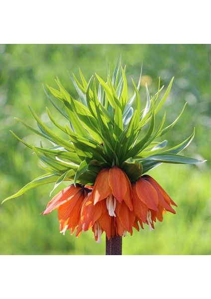 Imperial Fritillaria Turuncu Ters Lale Soğanı