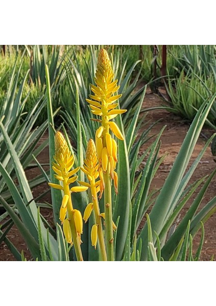 Akdeniz Aloe Vera % 100 Saf Aloe Vera Jeli 330 Ml.