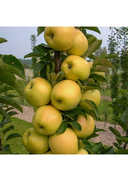 Tüplü Yarı Bodur Golden Elma Fidanı