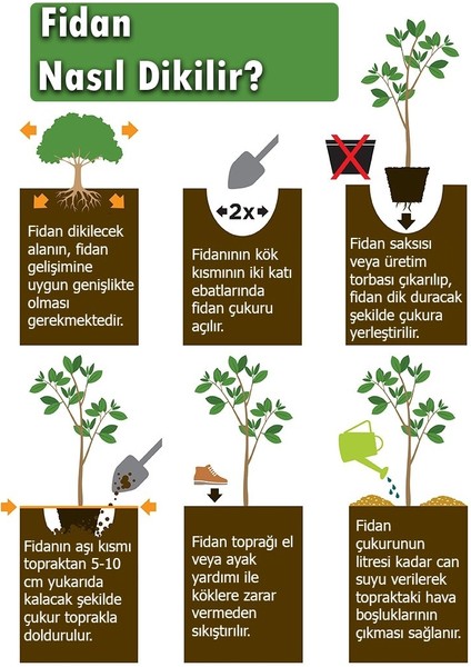 Tüplü Yarı Bodur Atego Japon Armut Fidanı fiyatları