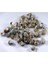 %100 Naturel Doğal Gerçek Deniz Kabuğu 500 Gram MMM4760 2