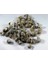 %100 Naturel Doğal Gerçek Deniz Kabuğu 500 Gram MMM4760 3