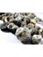 %100 Naturel Doğal Gerçek Deniz Kabuğu 500 Gram MMM4760 4