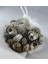 %100 Naturel Doğal Gerçek Deniz Kabuğu 500 Gram MMM4760 5