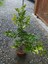Alacalı Calamondin Fidanı (Süs Mandalinası) 1