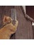 4'lü Kedi Tırmalama Koruyucu (Yurt Dışından) 3