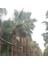 Palmiye - Washingtonia Robusta 600/700 cm "10 Adet" 2