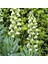 Ithal Beyaz Fritillaria Persica Alba Ters Lale Soğanı 1