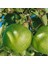 Tüplü Yarı Bodur Granny Smith Elma Fidanı 1
