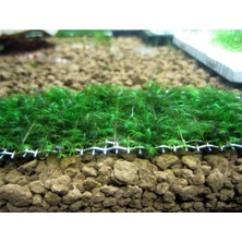 İthal Bitki Fissidens Moss Tele Sarılı 5X5CM Yeni Sarım Canlı Bitki