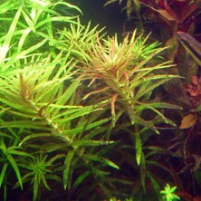 İthal Bitki Limnophila Hippuroides Saksı Canlı Bitki