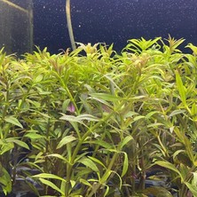 İthal Bitki Limnophila Hippuroides Saksı Canlı Bitki