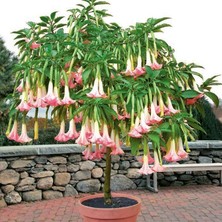 Floramut Tüplü Pembe Meleklerin Borazanı Fidanı (50-70CM)