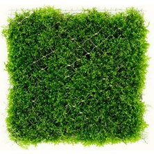 İthal Bitki Mini Pellia Moss Yeni Sarım Canlı Bitki 5x5 cm