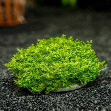 İthal Bitki Mini Pellia Moss Yeni Sarım Canlı Bitki 5x5 cm