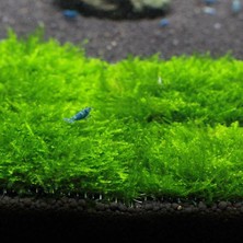 İthal Bitki Christmas Moss Yeni Sarım Canlı Bitki 5x5 cm