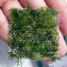 İthal Bitki Christmas Moss Yeni Sarım Canlı Bitki 5x5 cm