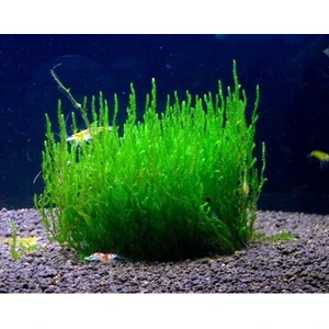 İthal Bitki Peacock Moss Tele Sarılı 5X5CM Yeni Sarım Canlı Bitki
