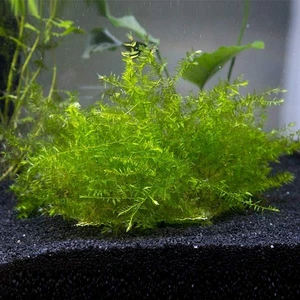 İthal Bitki Willow Moss Cup Canlı Bitki