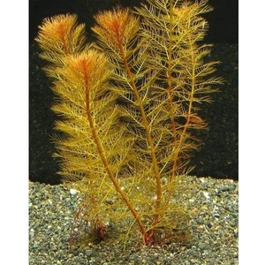İthal Bitki Myriophyllum Tuberculatum Saksı Canlı Bitki