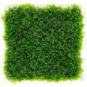 İthal Bitki Mini Pellia Moss Yeni Sarım Canlı Bitki 5x5 cm