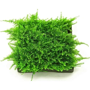 İthal Bitki Christmas Moss Yeni Sarım Canlı Bitki 5x5 cm