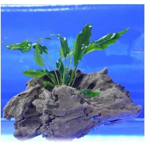 İthal Bitki Anubias Minima Canlı Bitki