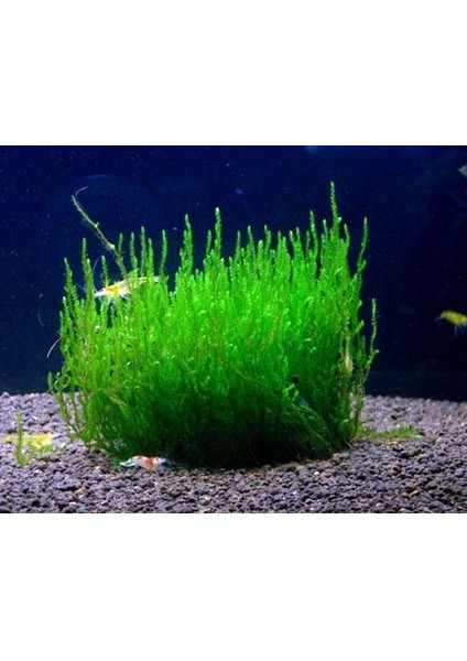 Peacock Moss Tele Sarılı 5X5CM Yeni Sarım Canlı Bitki