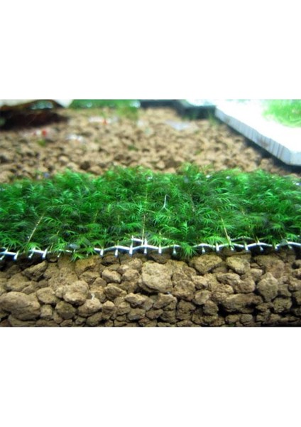 İthal Bitki Fissidens Moss Tele Sarılı 5X5CM Yeni Sarım Canlı Bitki