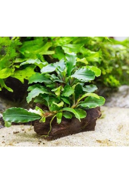 Bucephalandra Green Way Saksı Canlı Bitki
