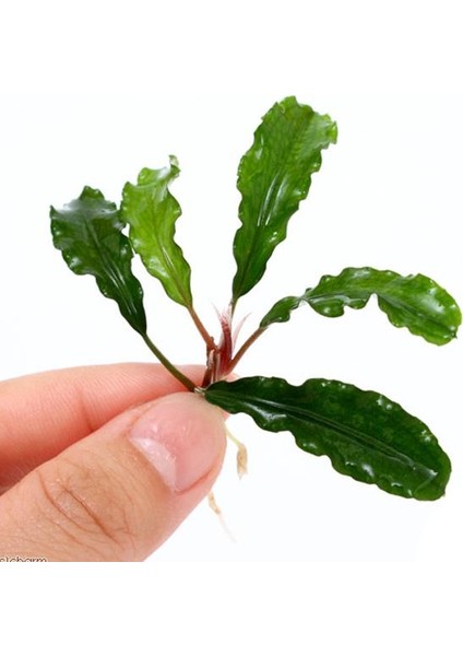 Bucephalandra Green Way Saksı Canlı Bitki fiyatları