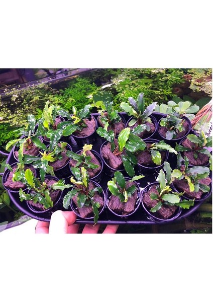 Bucephalandra Green Way Saksı Canlı Bitki modelleri
