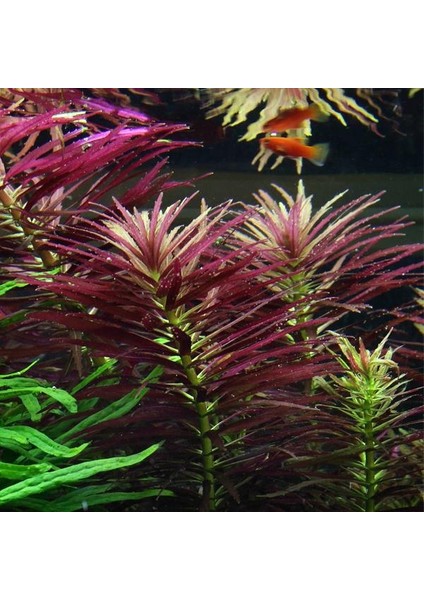 Limnophila Hippuroides Saksı Canlı Bitki