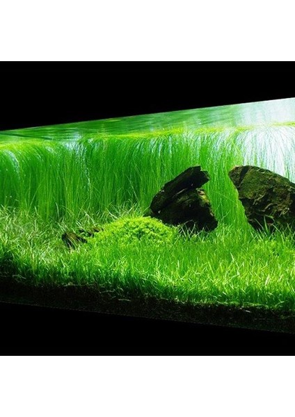 Echinodorus Tenellus Saksı Canlı Bitki