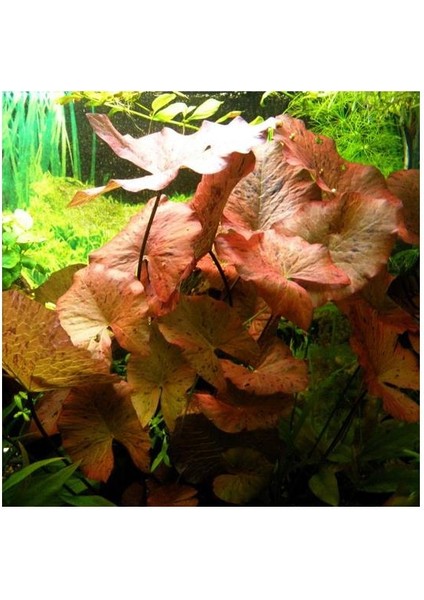 Nymphaea Tiger Lotus Red Canlı Bitki