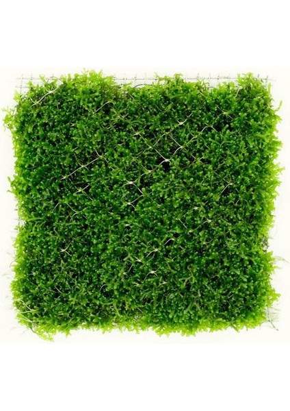 İthal Bitki Mini Pellia Moss Yeni Sarım Canlı Bitki 5x5 cm