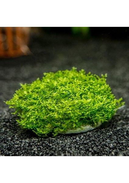 İthal Bitki Mini Pellia Moss Yeni Sarım Canlı Bitki 5x5 cm