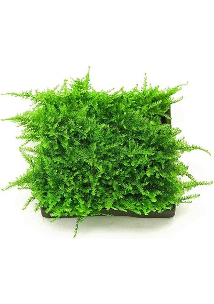 İthal Bitki Christmas Moss Yeni Sarım Canlı Bitki 5x5 cm