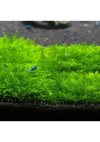 İthal Bitki Christmas Moss Yeni Sarım Canlı Bitki 5x5 cm