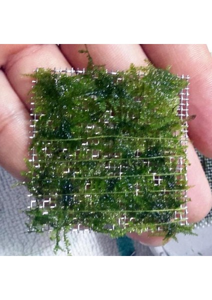 İthal Bitki Christmas Moss Yeni Sarım Canlı Bitki 5x5 cm