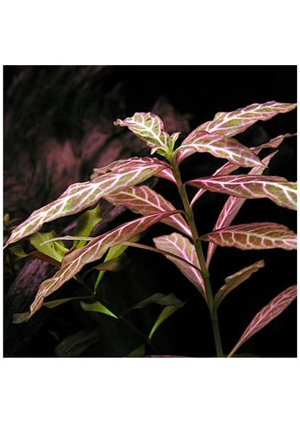 Hygrophila Rosanervig Zeytin Saksı Canlı Bitki