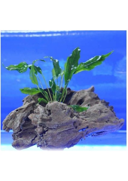 Anubias Minima Canlı Bitki