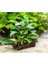 Bucephalandra Green Way Saksı Canlı Bitki 1