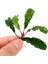 Bucephalandra Green Way Saksı Canlı Bitki 2