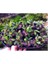 Bucephalandra Green Way Saksı Canlı Bitki 3