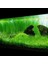 Echinodorus Tenellus Saksı Canlı Bitki 2
