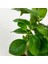 Mini Ficus Ginseng Bonsai Pembe Curvy Saksılı 2