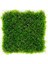 İthal Bitki Mini Pellia Moss Yeni Sarım Canlı Bitki 5x5 cm 1