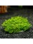 İthal Bitki Mini Pellia Moss Yeni Sarım Canlı Bitki 5x5 cm 2